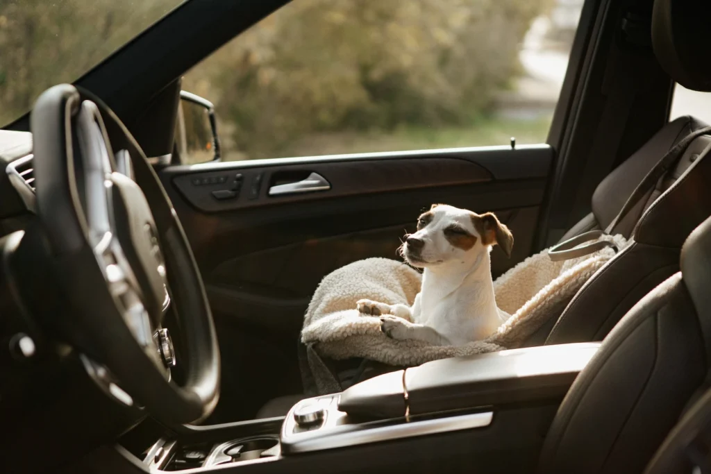 Carrier Dog Car Seat