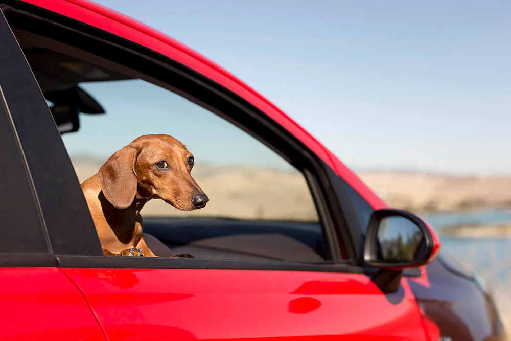 Small dog travel seat carrier